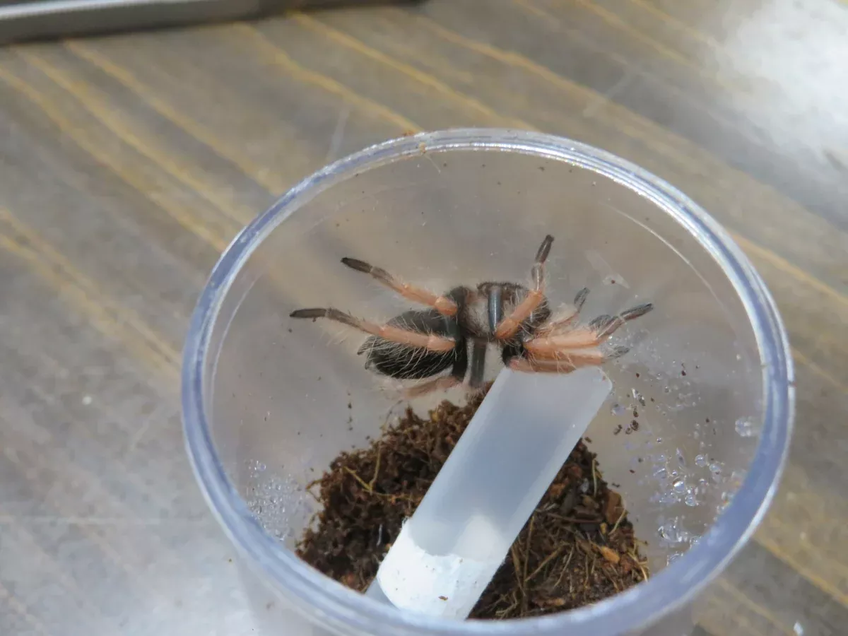 Mexican Fire Leg Tarantula