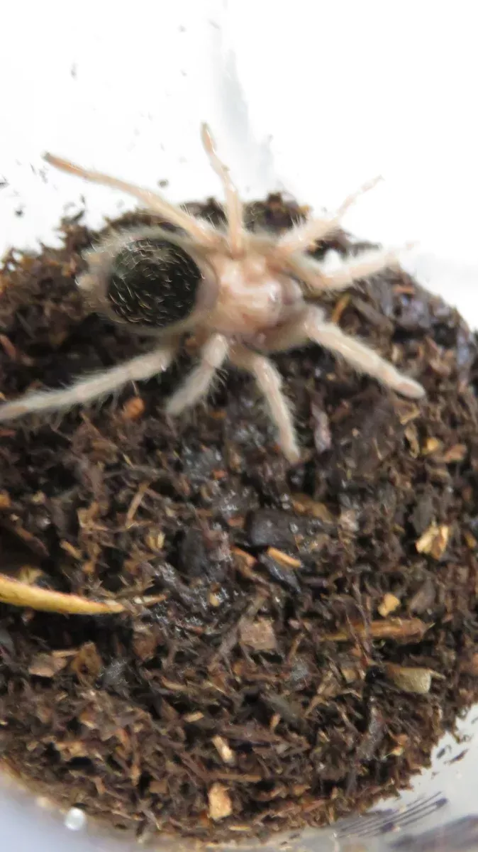 Mexican Golden Red Rump Tarantula