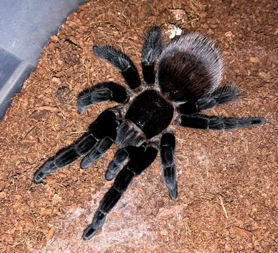 Mexican Red Rump Tarantula