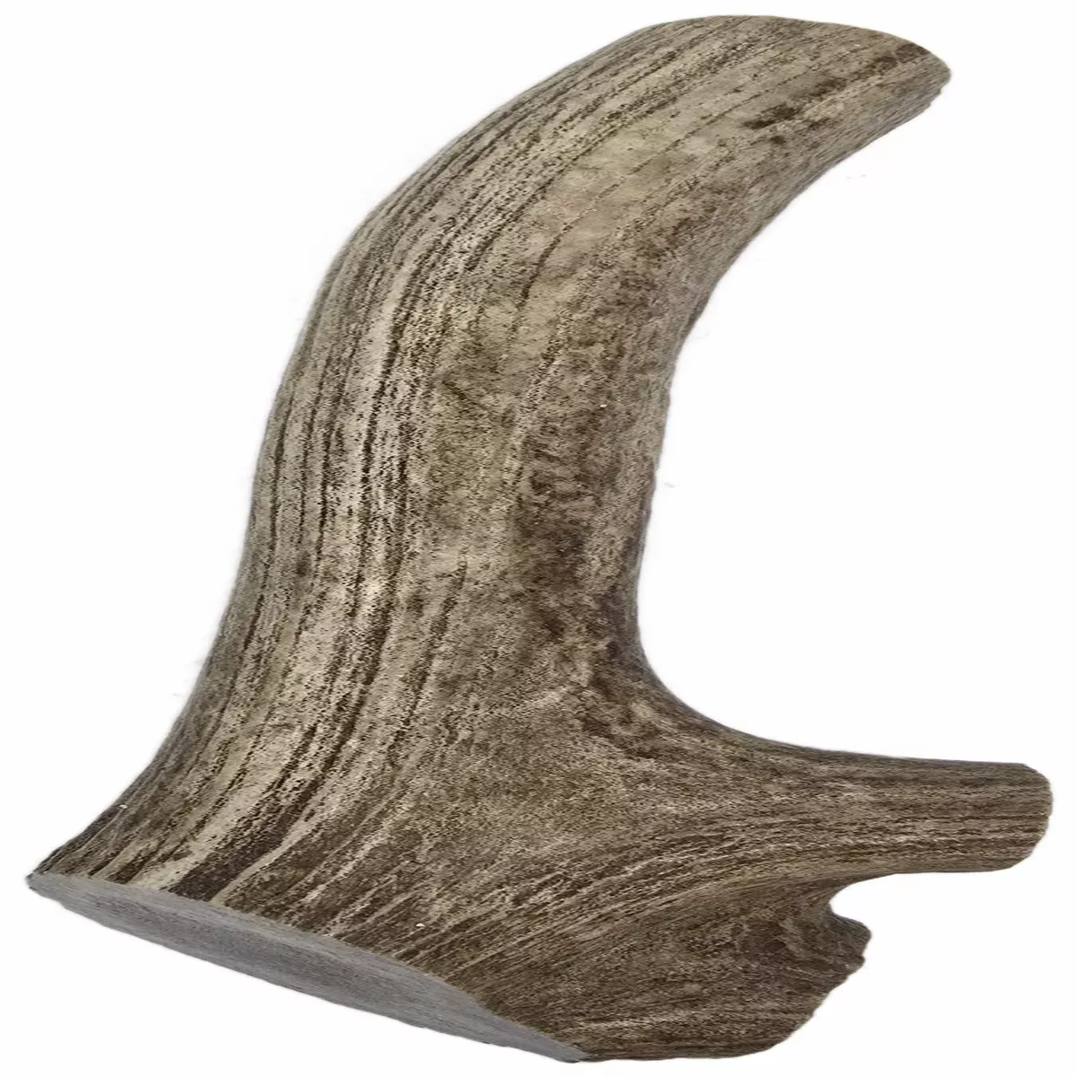 Mickeys Elk Antler Giant Whole