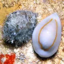 Money Cowrie