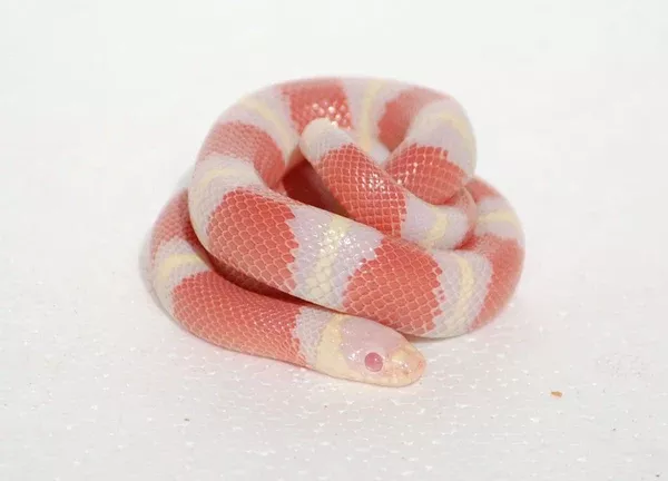 Nelson's Milk Snake - Albino