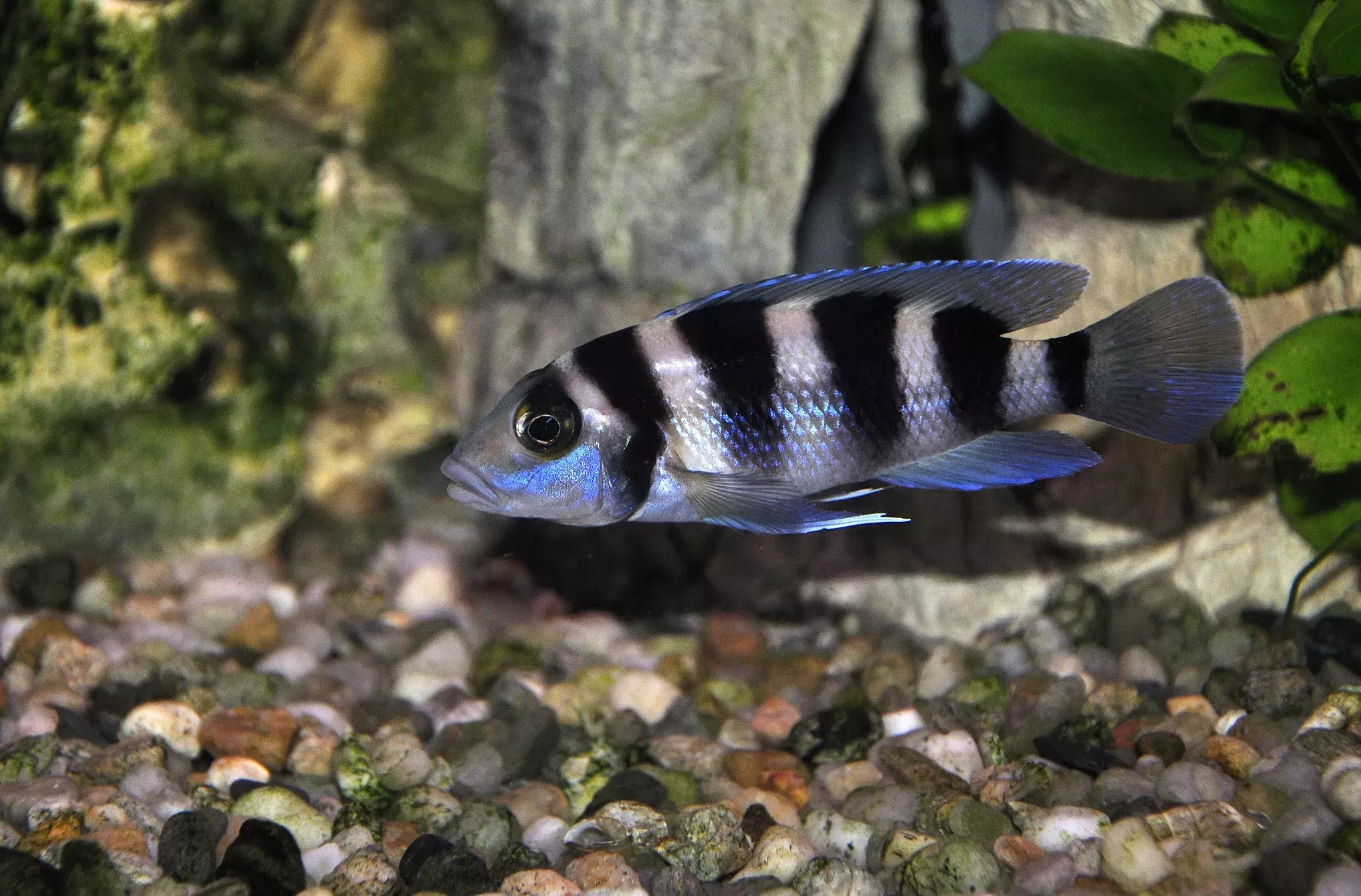 Neolamprologus Tretacephalus