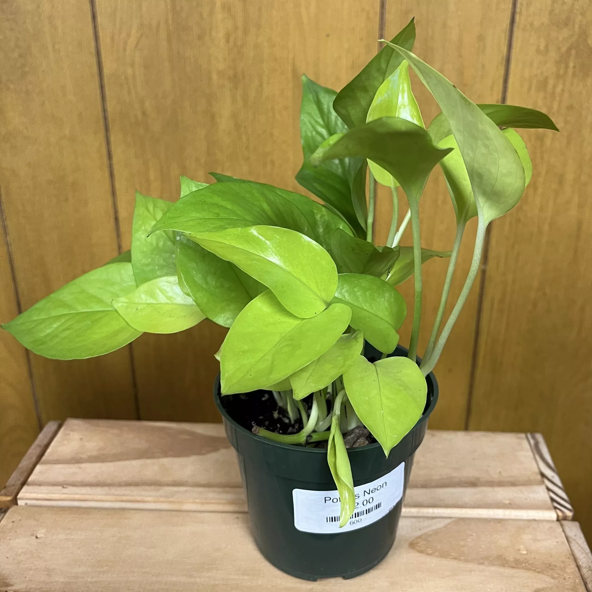 Neon Pothos