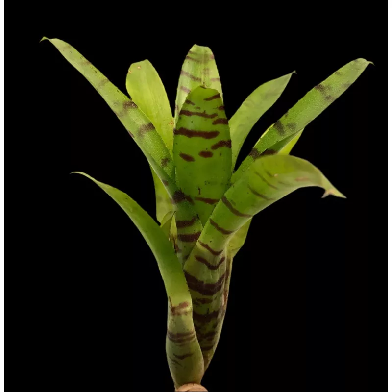 Neoregelia Ignatz
