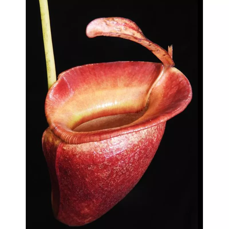 Nepenthes jacquelineae (BE-3874)