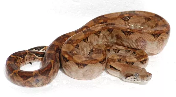 Nicaraguan Boa
