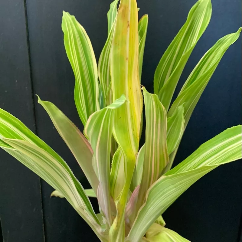 Nidularium Rojo Variegata
