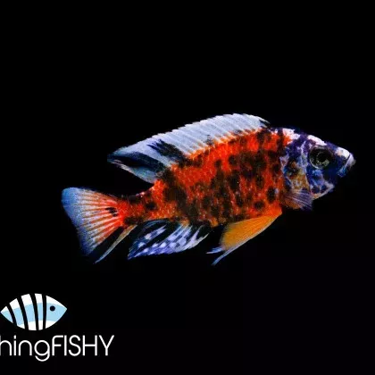OB Borleyi Cichlid LG