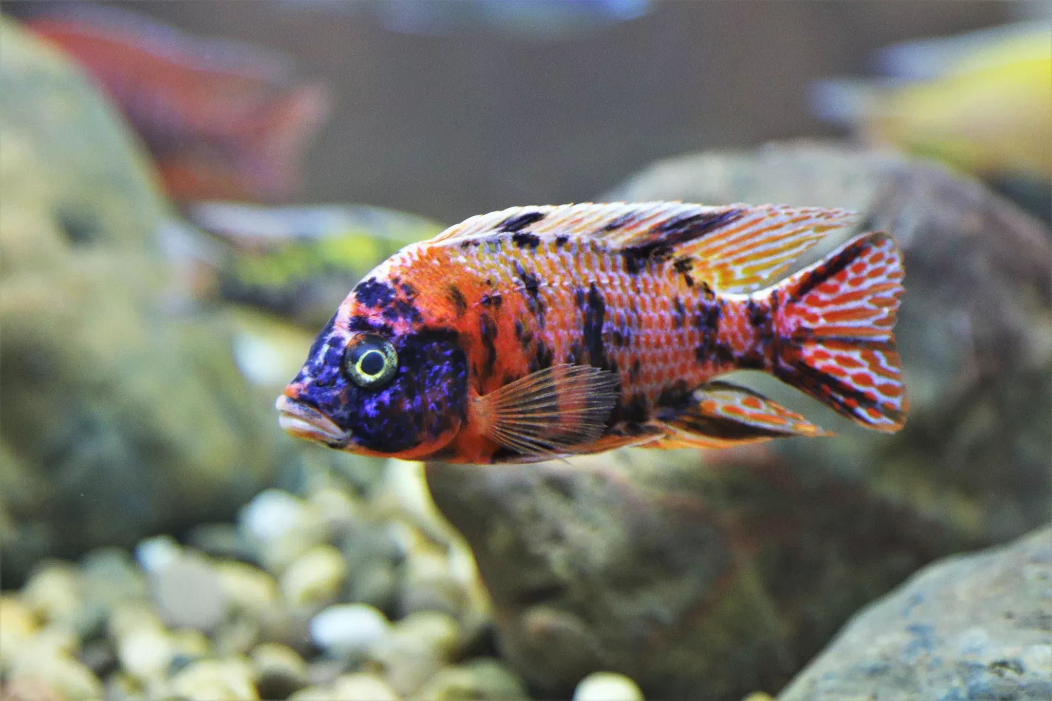 OB Red Empress 2″