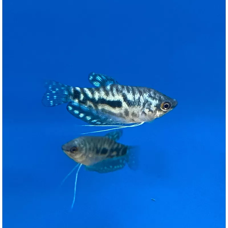 Opaline Gourami