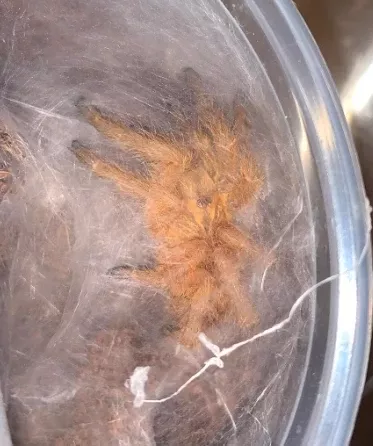 Orange Baboon Tarantula