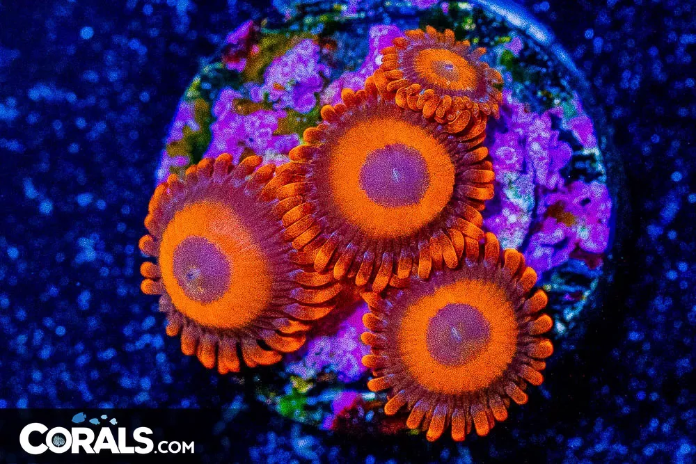 ORANGE OXIDE Zoanthid Frag – Aquacultured