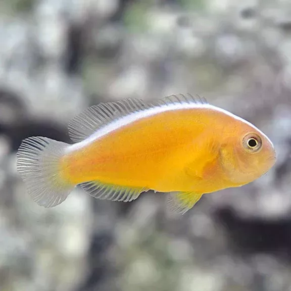 Orange Skunk Clownfish – Bonded Pair
