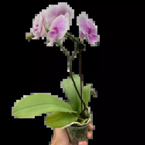 Orchid 'Light Pink Phalaenopsis'