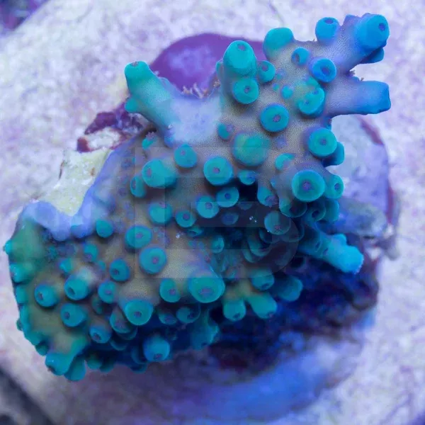 Oregon Blue Tort