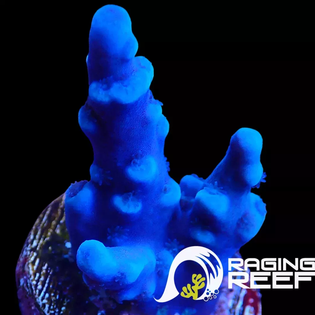 Oregon Tort Acropora frag