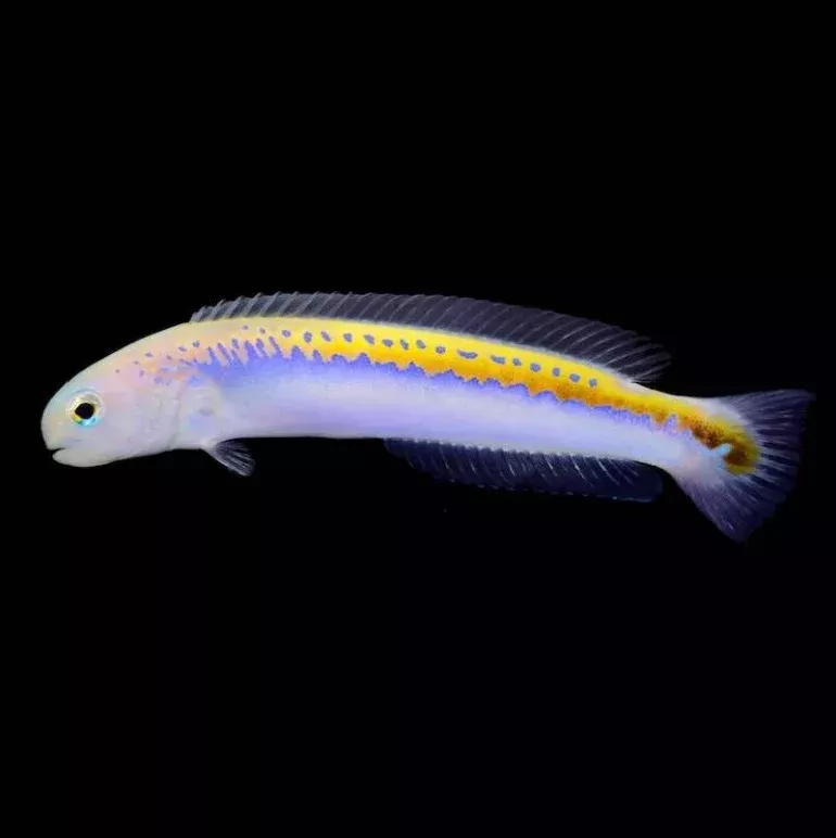 Oreni Tilefish – Ultra Rare