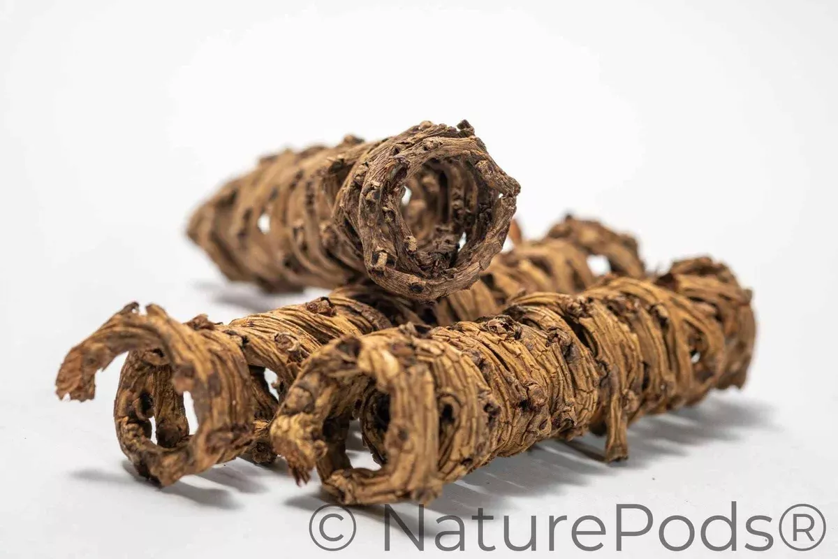 Palm Tail Spring