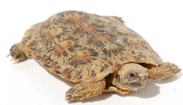 Pancake Tortoise