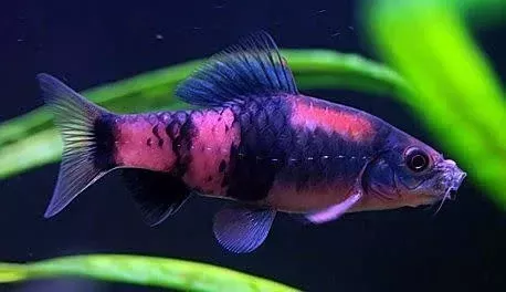 Panda Barb