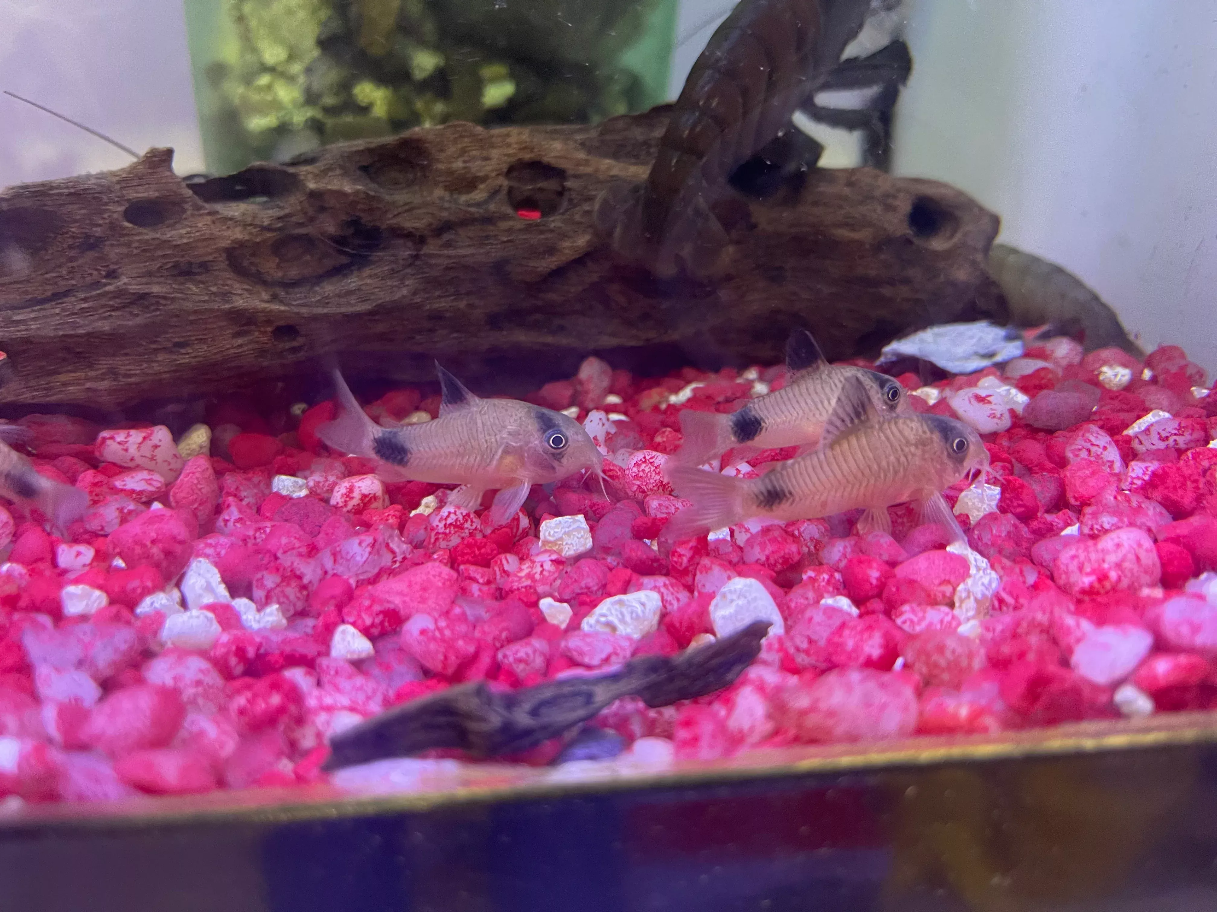Panda Cory (Corydoras panda)