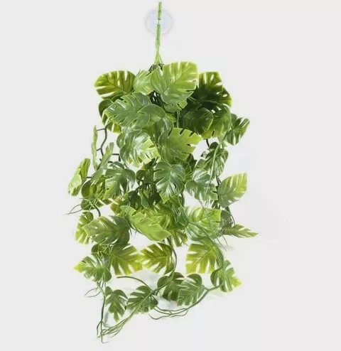 PANGEA GREEN PLANT SM