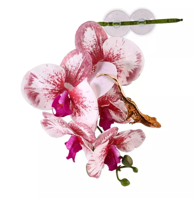 Pangea Hanging Orchid