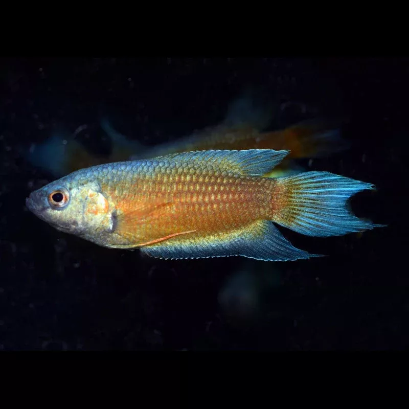 Paradise Fish (Red)