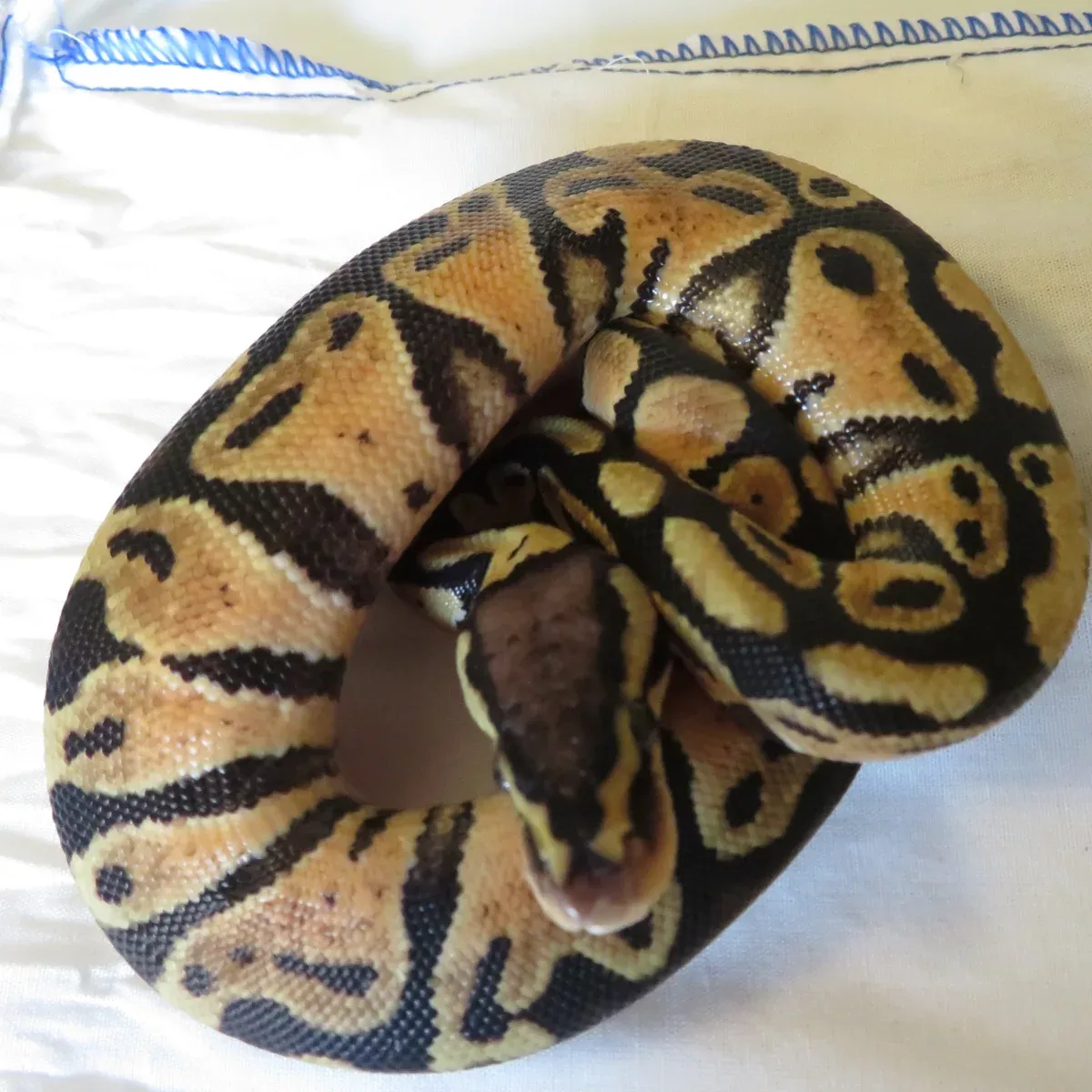 Pastel het Clown Ball Python Male A7