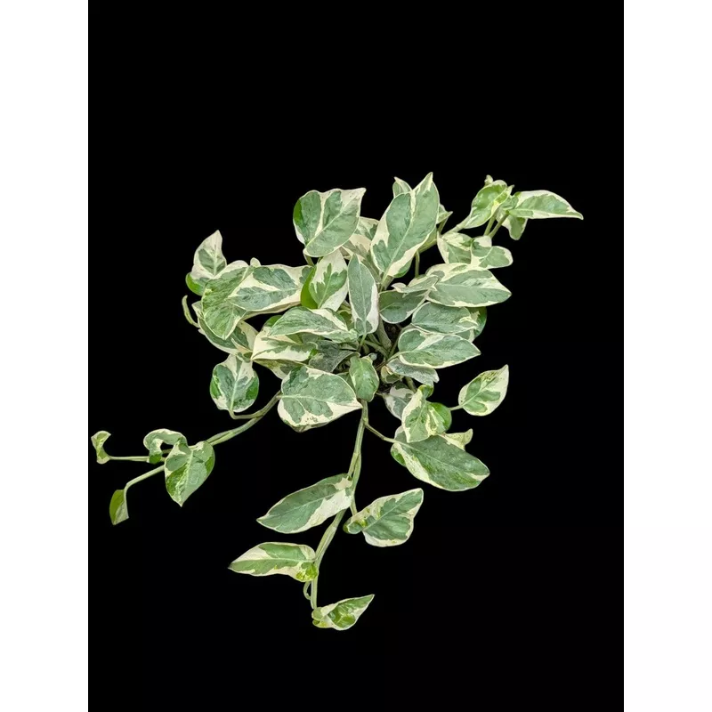 Pearls and Jade Pothos