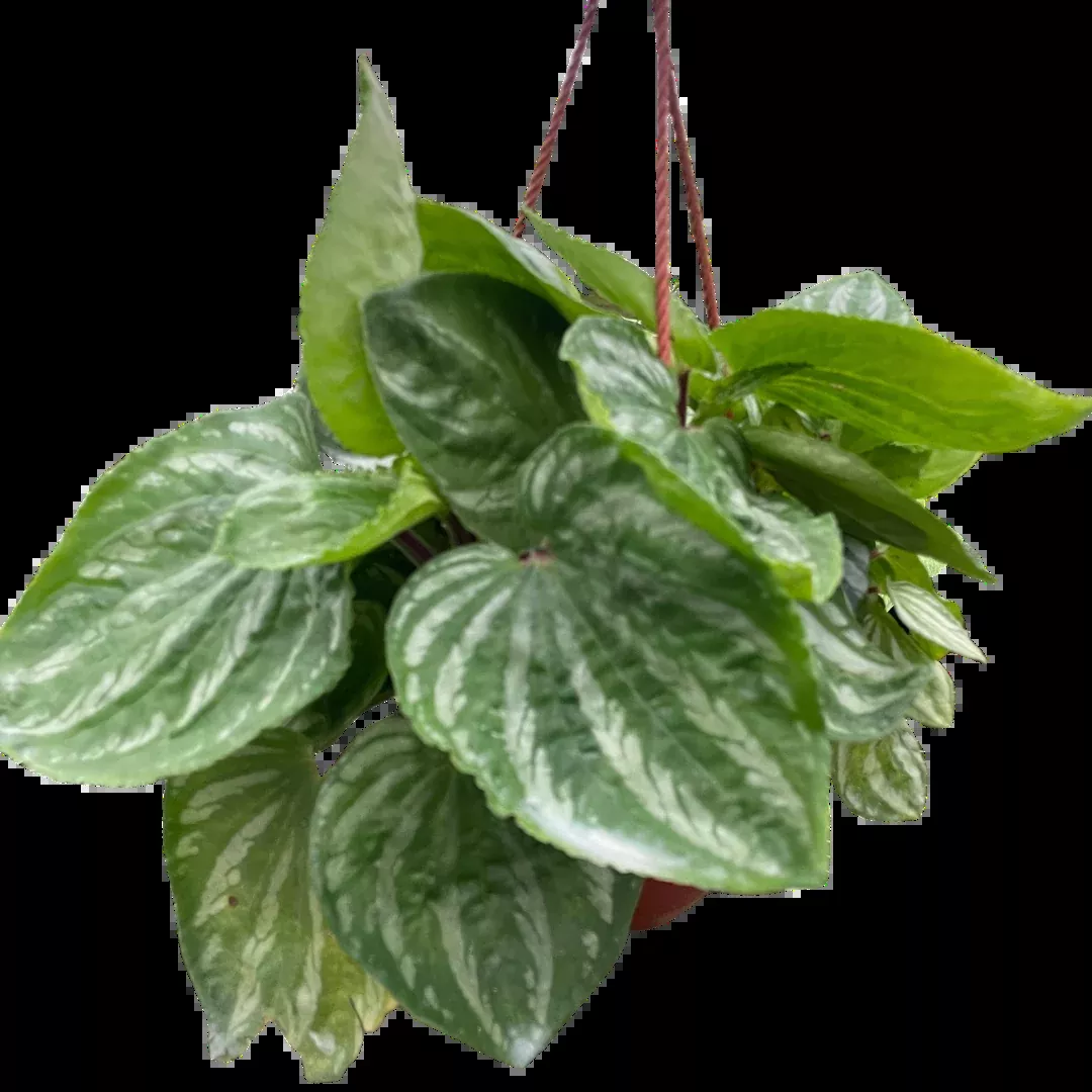 Peperomia Ecuador