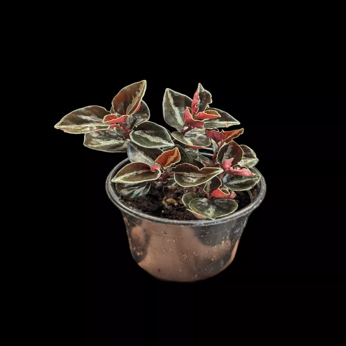 Peperomia 'Metallica'