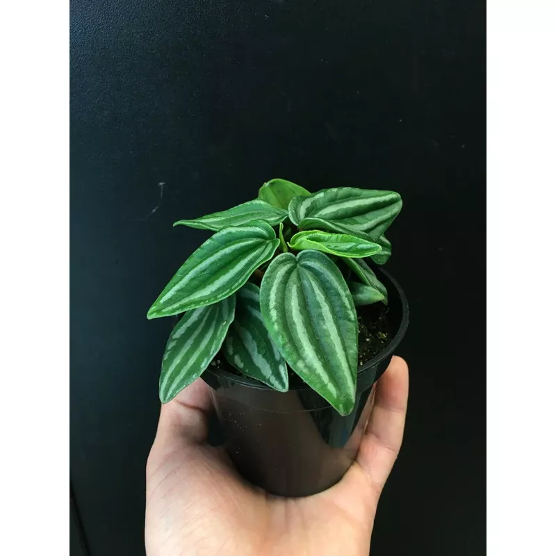 Peperomia‘Rosso’