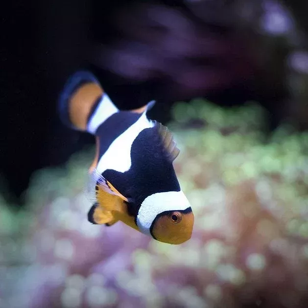 Percula Clown – Onyx, Tank Raised