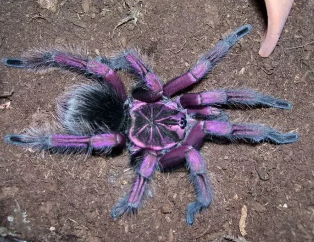 Peruvian Purple Pink-toe