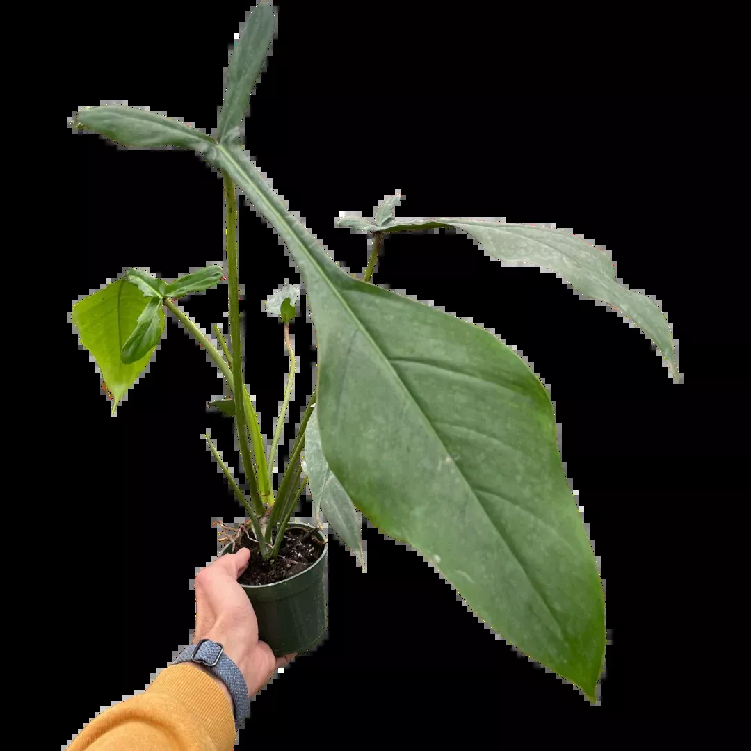 Philodendron 'Joepii'