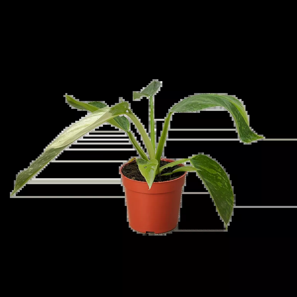 Philodendron Jose Bueno