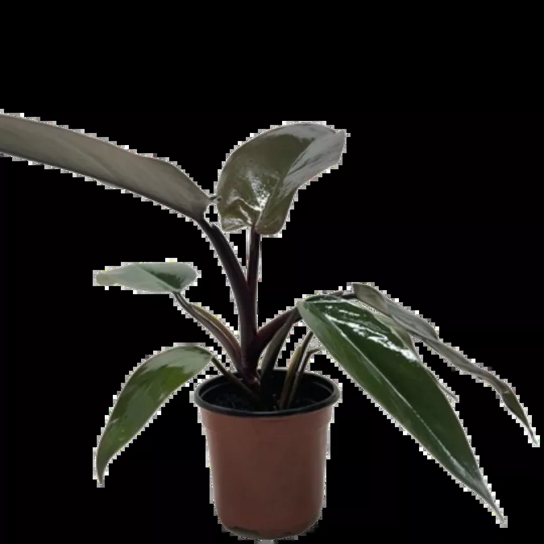 Philodendron Majesty