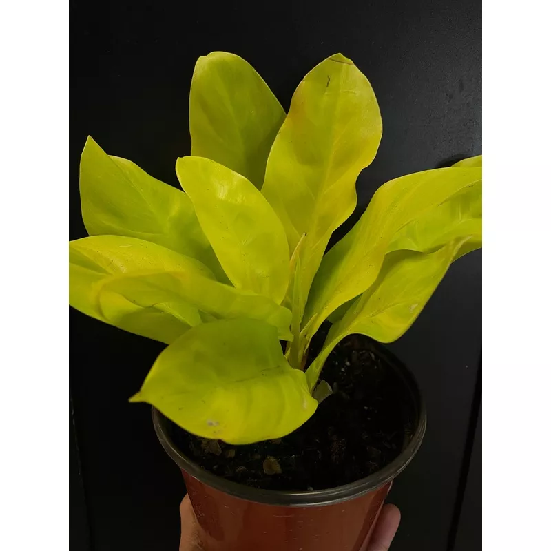 Philodendron ‘Malay Gold’