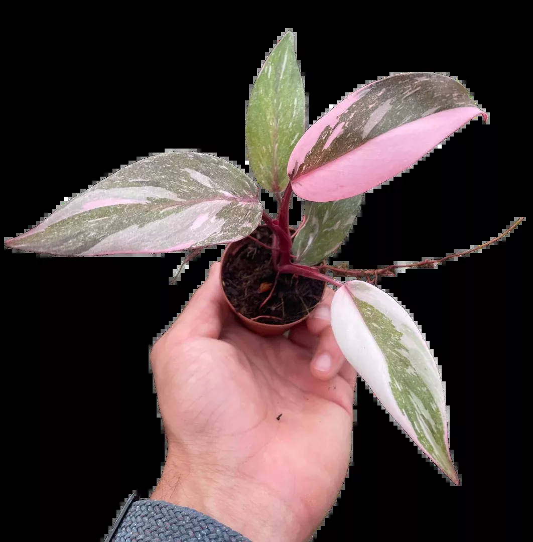 Philodendron 'Marble Pink Princess'