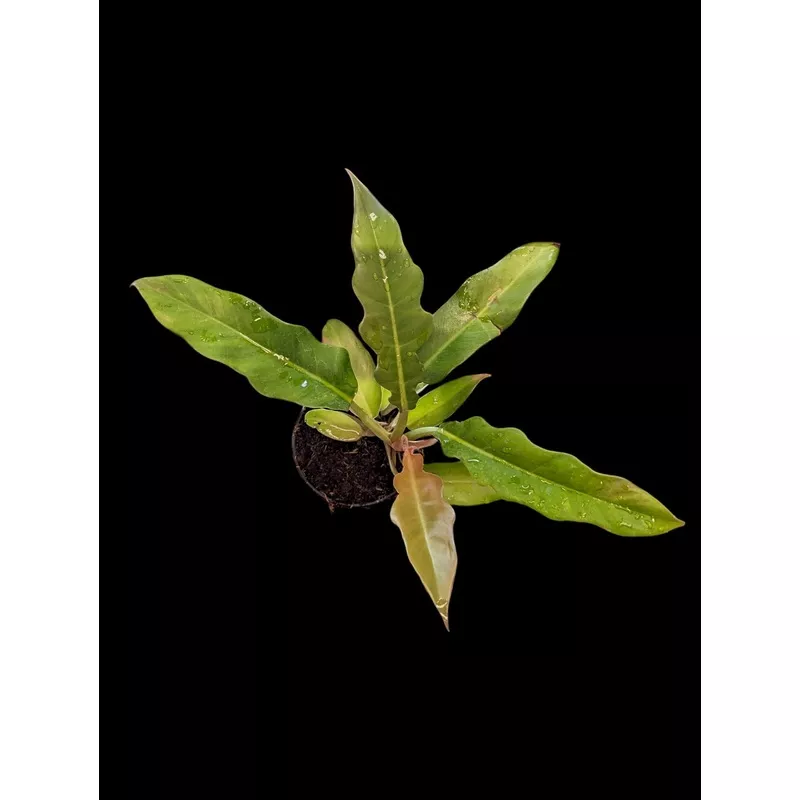 Philodendron 'Narrow Escape'