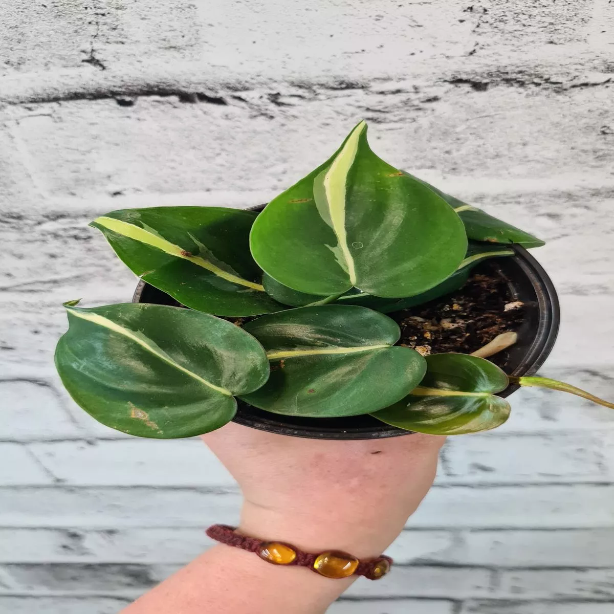 Philodendron 'Silver Stripe'