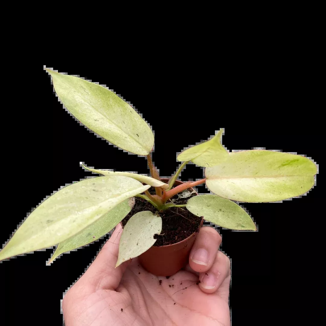 Philodendron Snowdrift