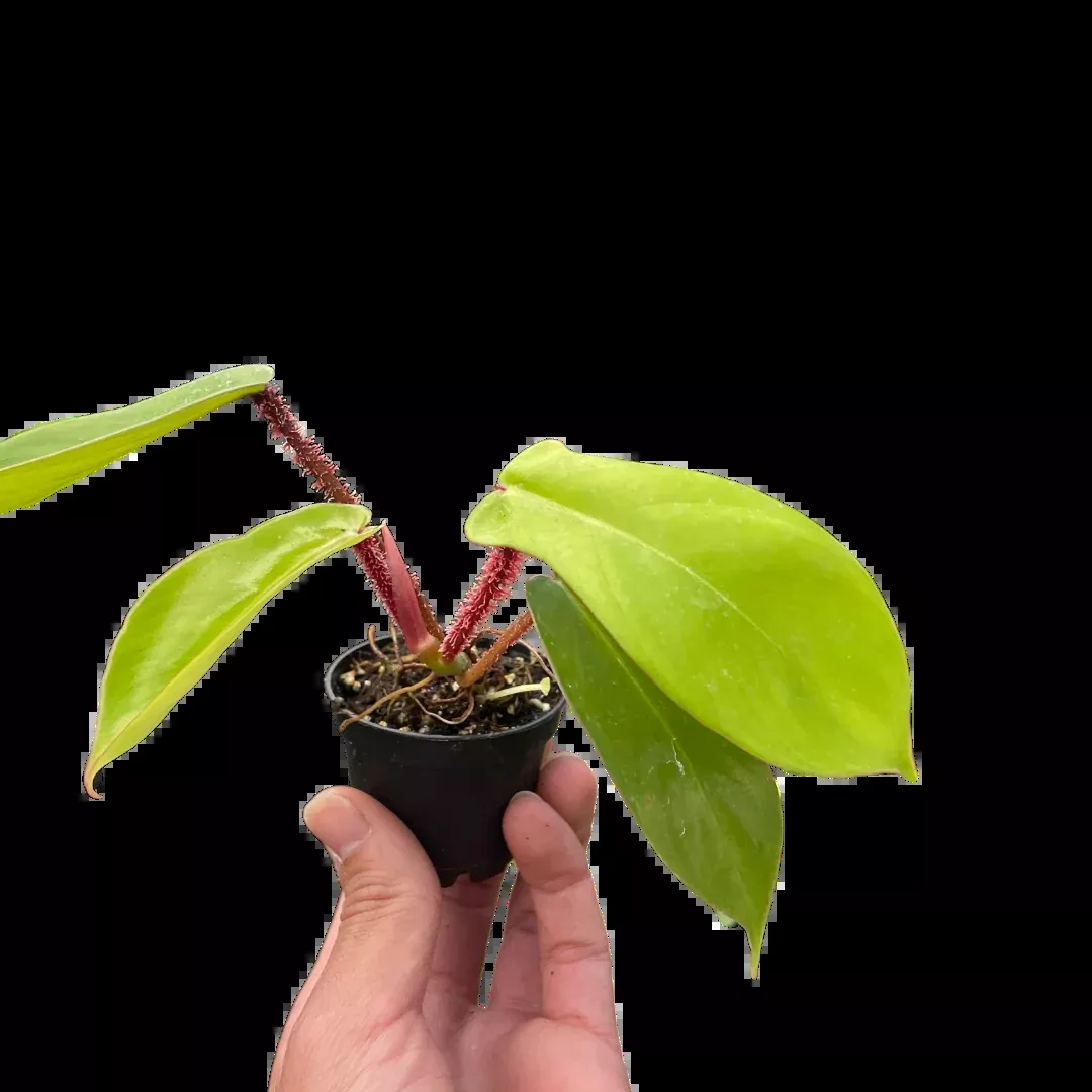 Philodendron 'Squamiferum'