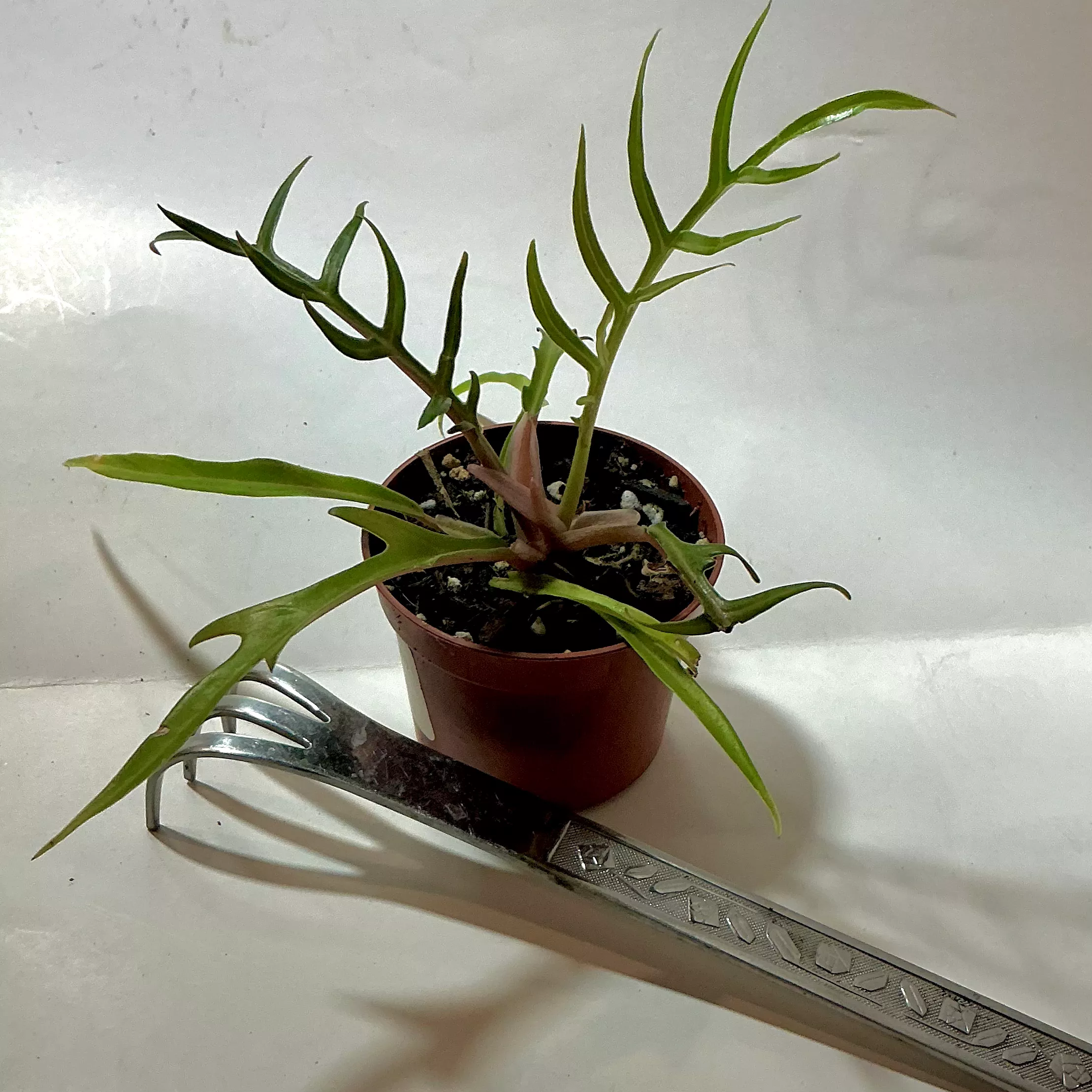 Philodendron “tortum” 2” pot