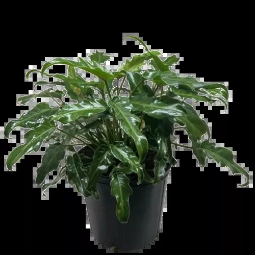 Philodendron Xanadu
