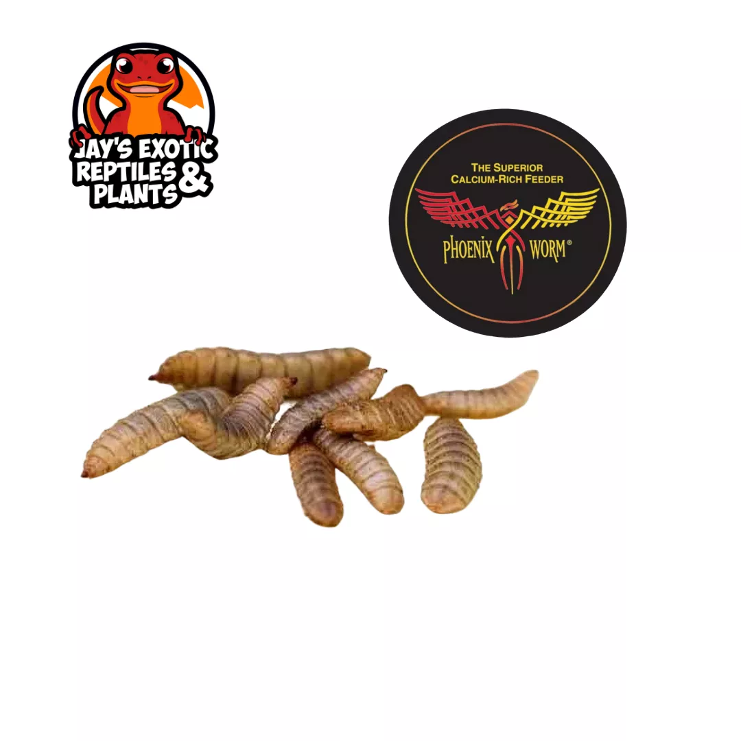 Phoenix Worms (50ct)