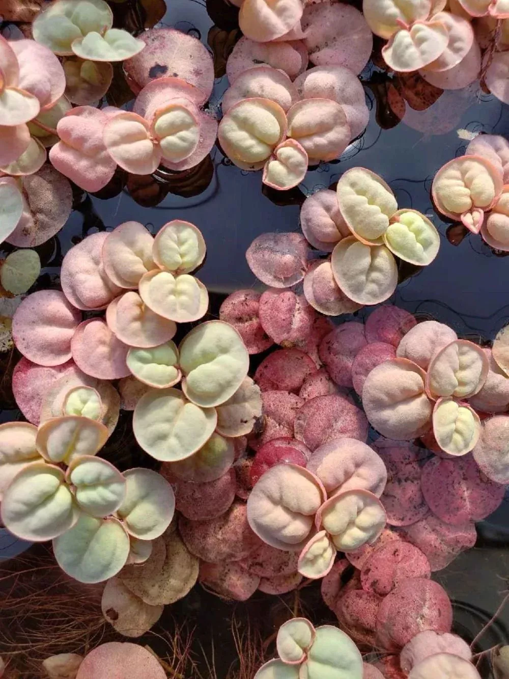 Phyllanthus Fluitan (Red Root Floater)