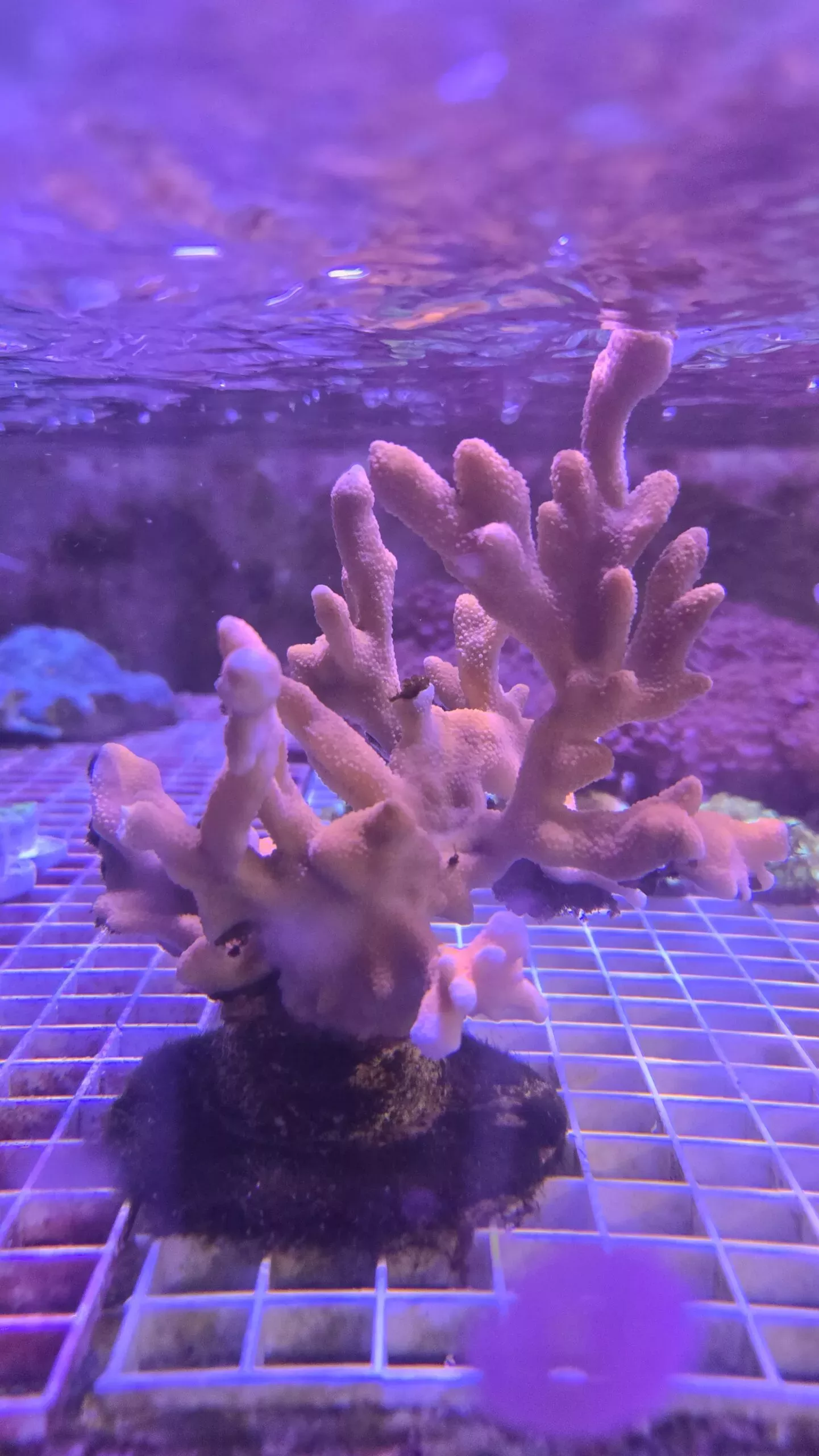 Pink Digitata